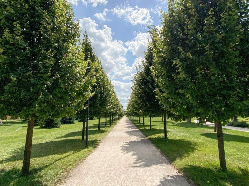 Plantación de flores y especies ornamentales